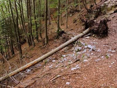 Brennholzreservierung