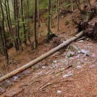 Brennholzreservierung