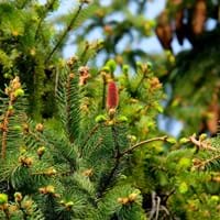 2020-09-30 Weihnachtsbaum.jpg