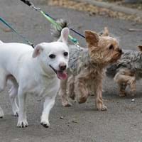 2024-03-27 Aufruf an alle Hundehalter.jpg
