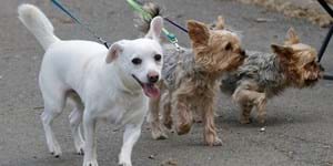 2024-03-27 Aufruf an alle Hundehalter.jpg