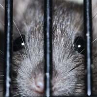 2024-07-03 Die Gemeinde informiert - Ratten.jpg