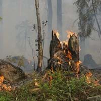 2024-07-31 Die Gemeinde informiert - Wald- und Grasbrandgefahr.jpg