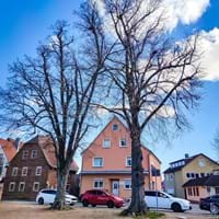 2025-03-19 Linden am Dorfplatz1.jpg